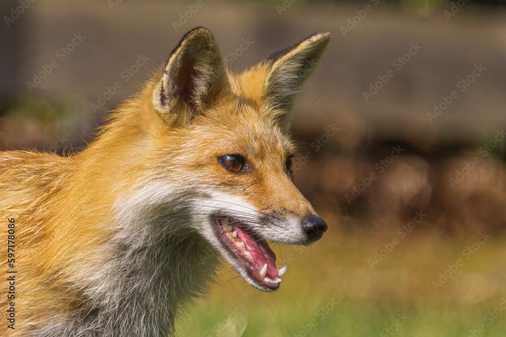 Fototapeta premium Red fox face up close with open mouth