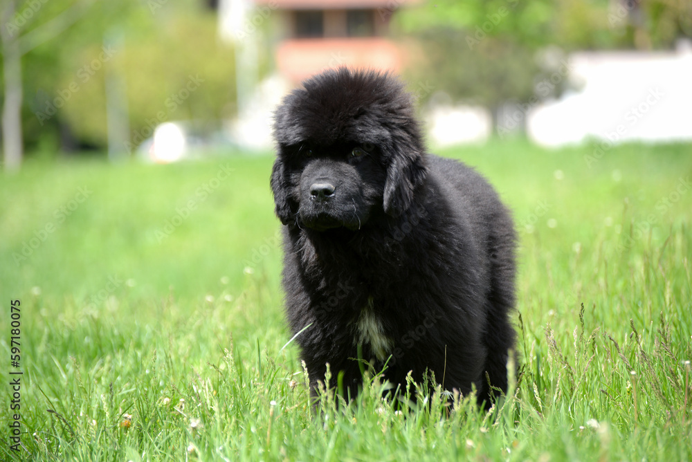 Newfoundland dog breed in an outdoor. Big   Rescue dog. Show breed of dog