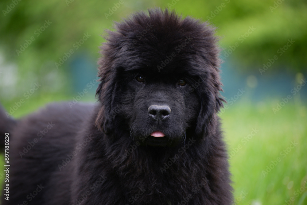 Fototapeta premium Newfoundland dog breed in an outdoor. Big Rescue dog. Show breed of dog