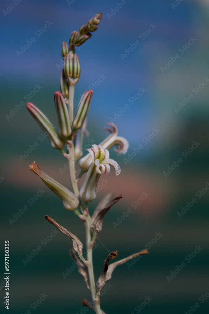 tiny flower of succulent macro photography tiny flower of succulent macro photography