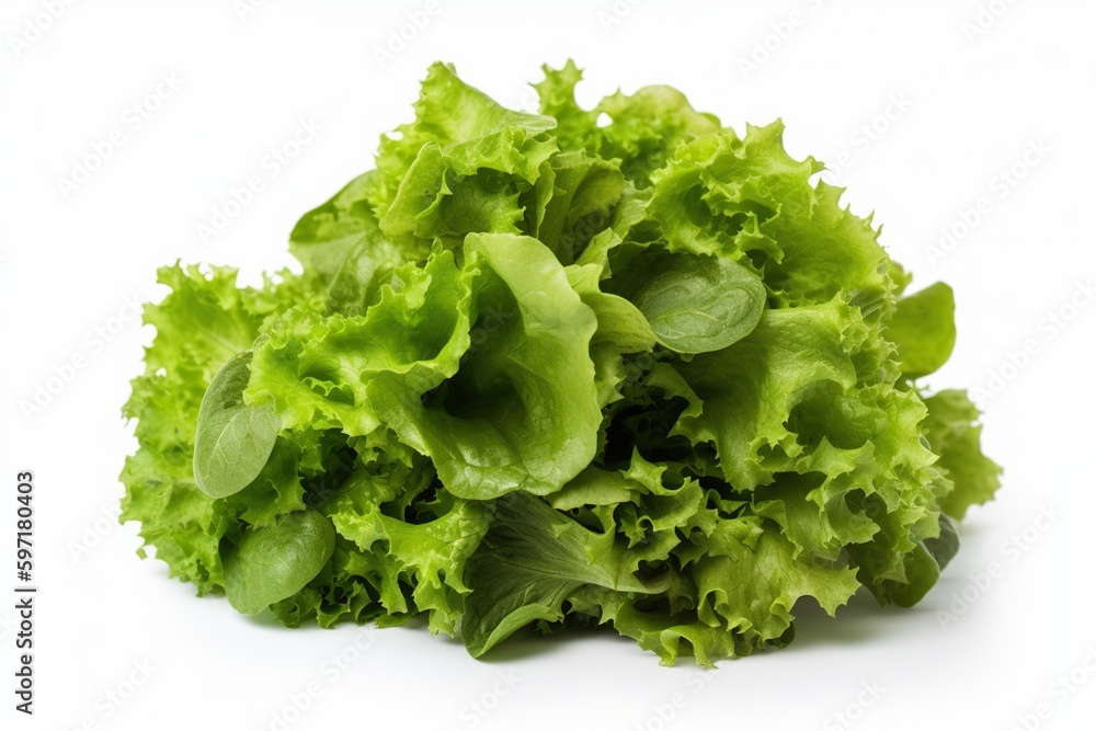 fresh green lettuce fresh green lettuce