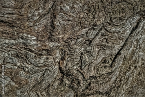 Texture of an old Olive tree