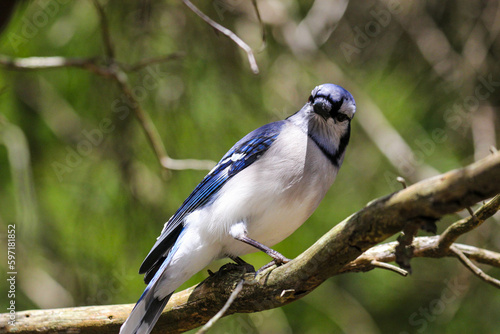 blue jay on branch © Nick