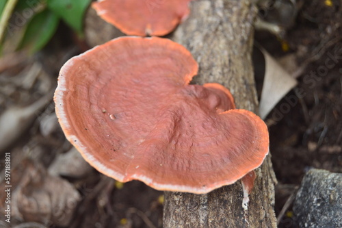 Mushrooms on a tree or Ganoderma lucidum