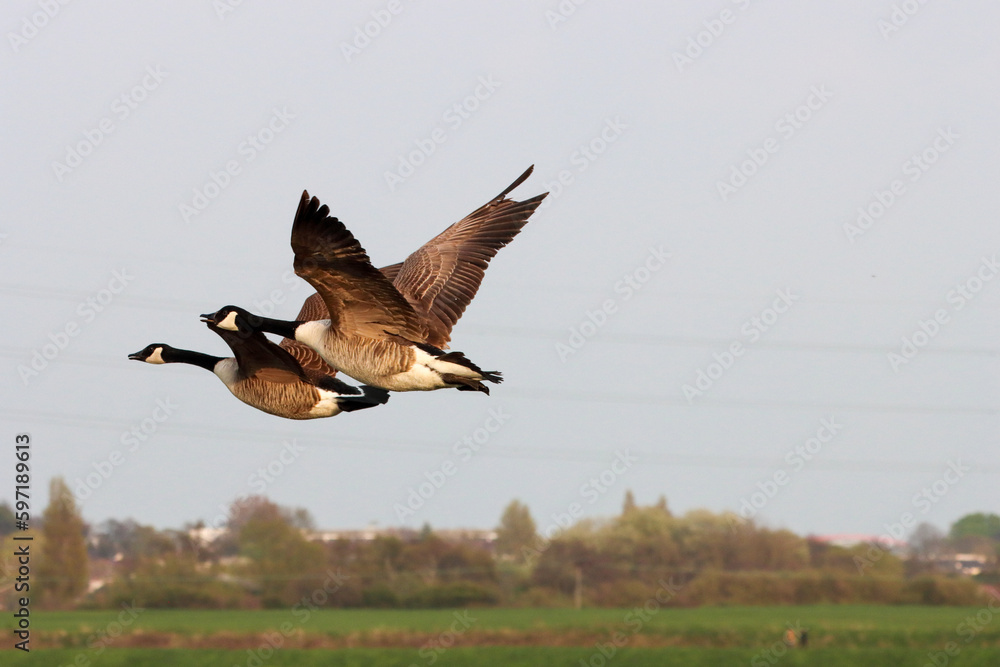 Fototapeta premium Two Canadian Geese in flight over a Nature Reserve