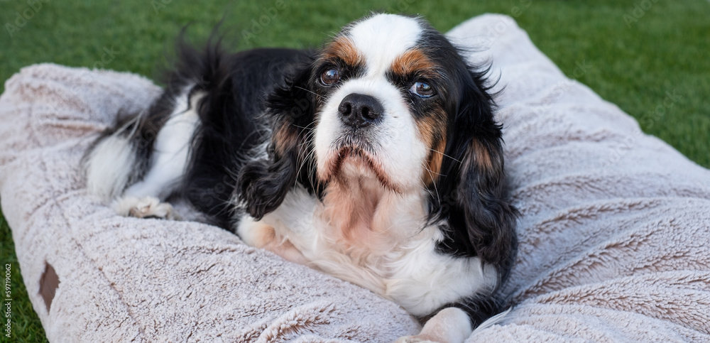 Portrait of cute black and white dog cavalier king charles spaniel napping outdoors on dog's bed relaxed and confident Portrait of cute black and white dog cavalier king charles spaniel napping outdoors on dog's bed relaxed and confident