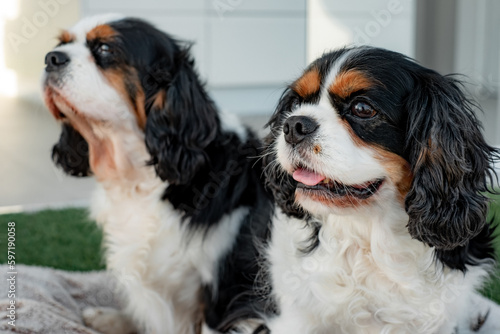 Portrait of cute couple of black and white dogs cavalier king charles spaniel sitting outdoors