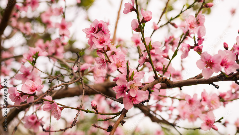 Pink Peach tree flower blossom in the countryside during Spring season Pink Peach tree flower blossom in the countryside during Spring season
