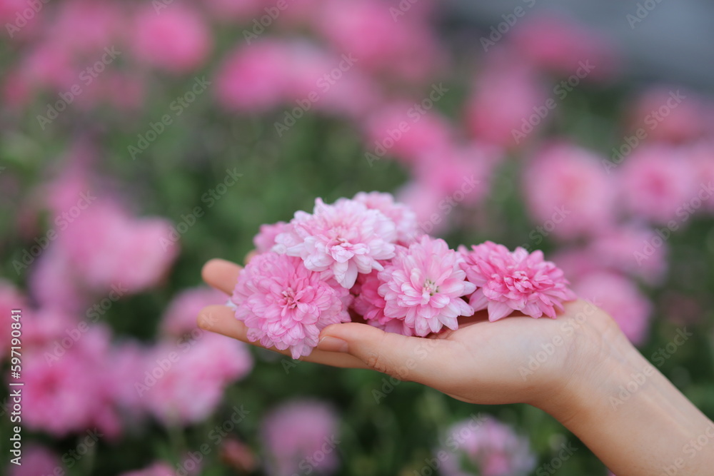 Flowers in woman plam in Thailand flower farm. Flowers in woman plam in Thailand flower farm.