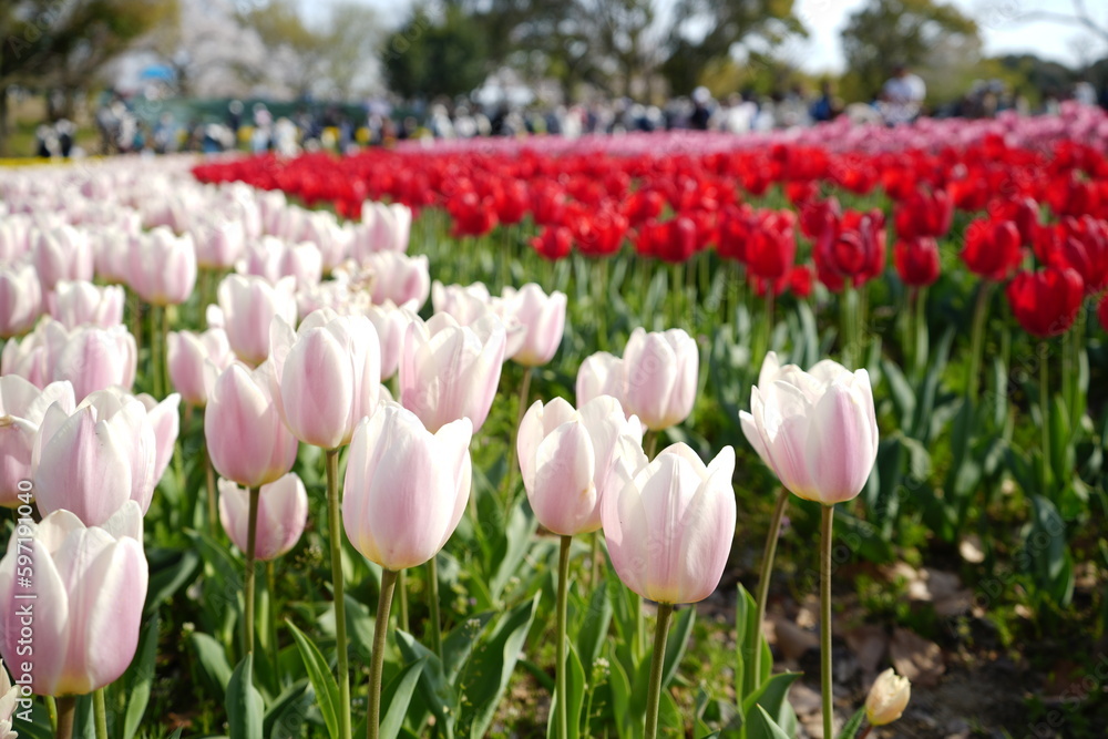 Obraz premium Spring Season Landscape with Colorful Tulips - チューリップ 花壇 春の景色