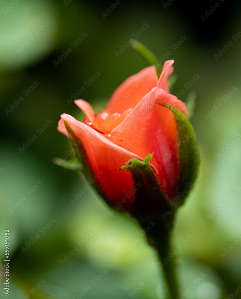 close up Small rose named Damask rose, color old rose, showing petals and layers of flowers, natural light, outdoor close up Small rose named Damask rose, color old rose, showing petals and layers of flowers, natural light, outdoor