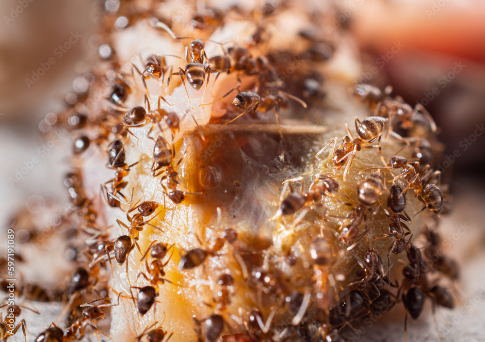 Crowds of ants are gnawing and tearing up carcasses for food. A colony of worker ants looking for food Climb on carcasses to gnaw. Crowds of ants are gnawing and tearing up carcasses for food. A colony of worker ants looking for food Climb on carcasses to gnaw.