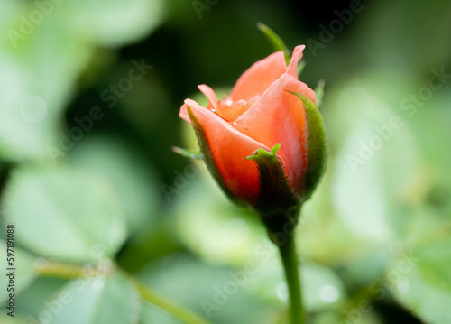 close up Small rose named D...