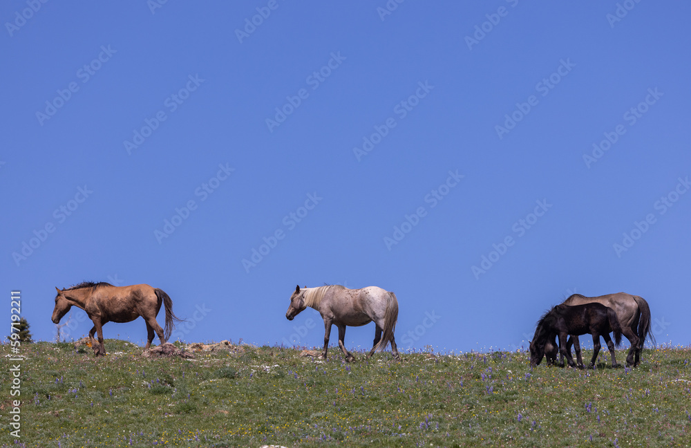 Obraz premium Wild Horses in Summer in the Pryor Mountains Montana