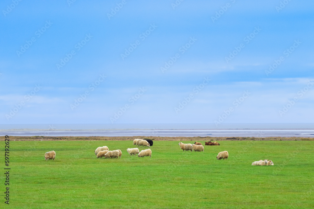 Icelandic Sheep Graze in the Mountain Meadow near Ocean Coastline, Group of Domestic Animal in Pure and Clear Nature. Ecologically Clean Lamb Meat and Wool Production. Scenic Area