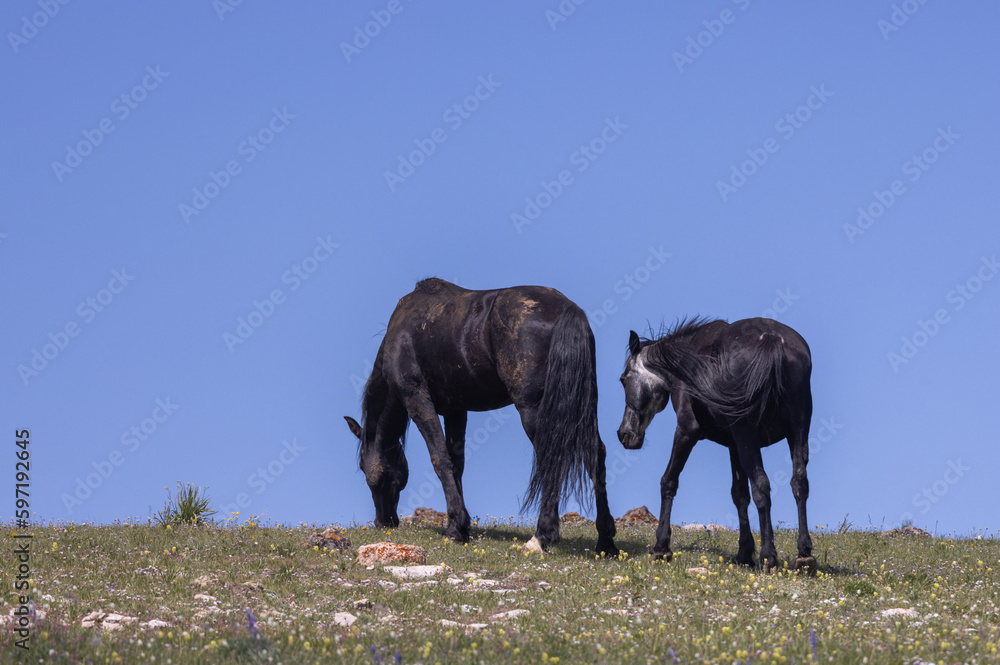Wild Horses in Summer in the Pryor Mountains Montana Wild Horses in Summer in the Pryor Mountains Montana