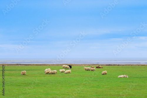 Icelandic Sheep Graze in the Mountain Meadow near Ocean Coastline, Group of Domestic Animal in Pure and Clear Nature. Ecologically Clean Lamb Meat and Wool Production. Scenic Area