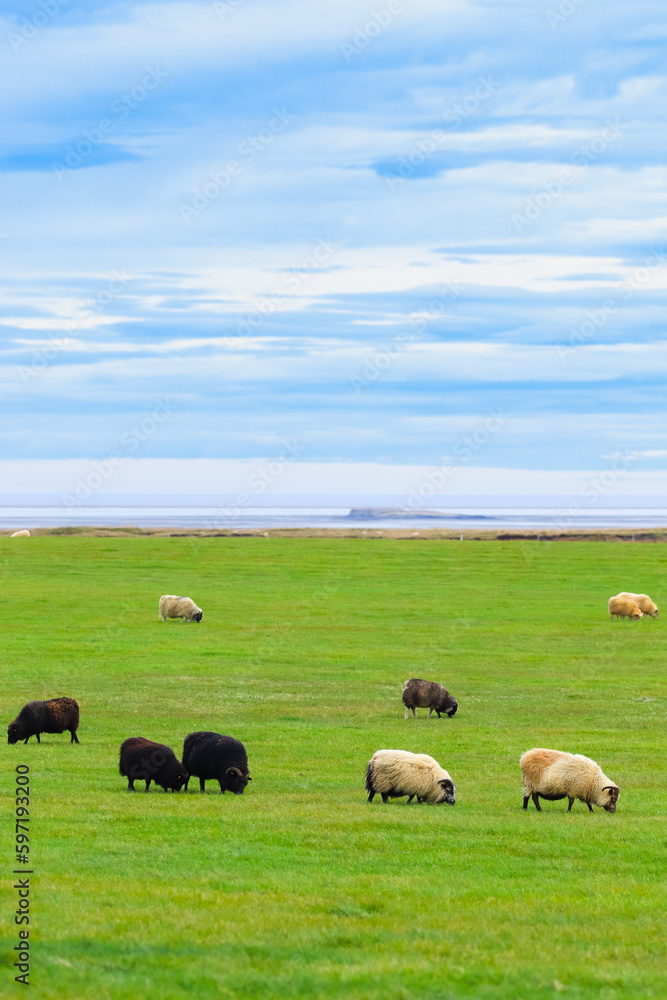 Icelandic Sheep Graze in the Mountain Meadow near Ocean Coastline, Group of Domestic Animal in Pure and Clear Nature. Ecologically Clean Lamb Meat and Wool Production. Scenic Area Icelandic Sheep Graze in the Mountain Meadow near Ocean Coastline, Group of Domestic Animal in Pure and Clear Nature. Ecologically Clean Lamb Meat and Wool Production. Scenic Area