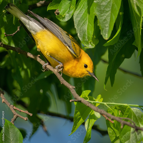 Prothonotary Warbler photo