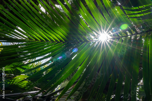 sunlight through palm leaf photo