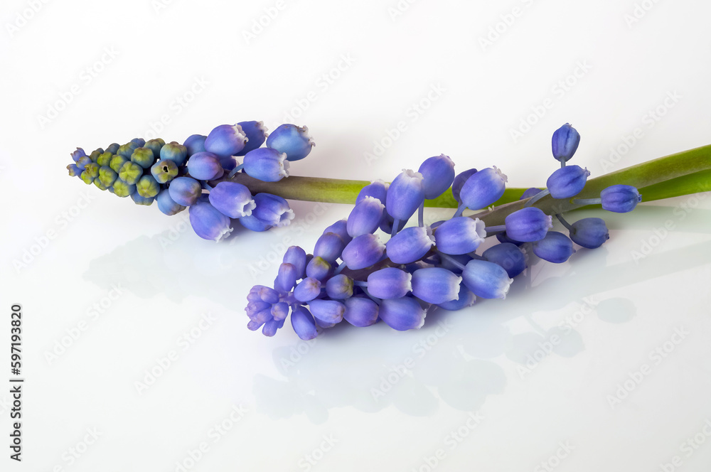 Muscari armeniacum, a plant with an attractive intense blue coloration, isolated against a light background Muscari armeniacum, a plant with an attractive intense blue coloration, isolated against a light background