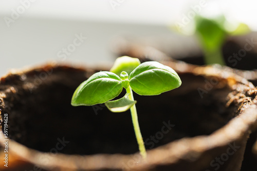 Close-up sprout of basil plant seedling in peat pots. Selective focus. Home gardening. Macro with shallow dof.