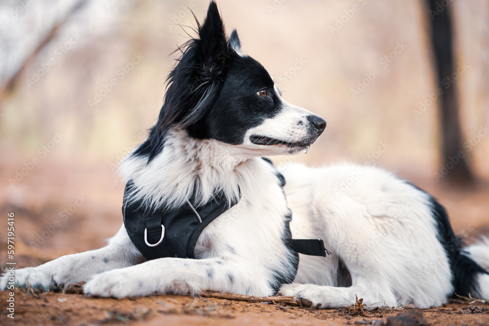 White and Black Border Collie Dog - Loyal and Energetic Canine Companion