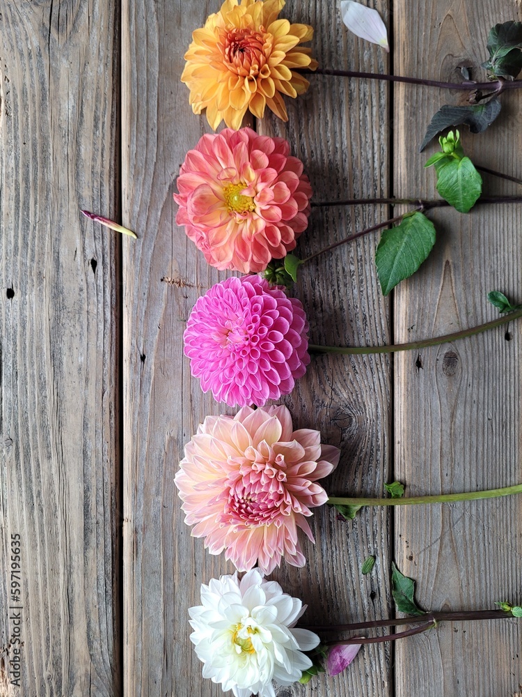 Dahlias on wooden boards 
