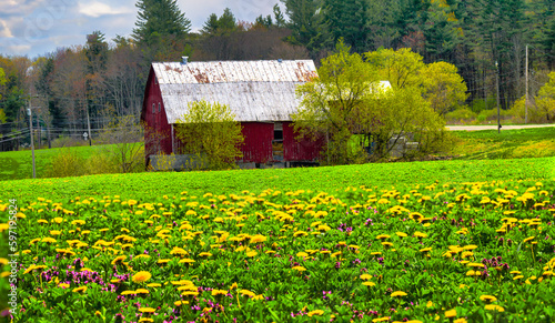 Spring in Windsor in Upstate NY brings a field full of dandelions and clover. Old Red Barn in the background with a green field of flowers and weeds in the foreground. Spring in NYS.