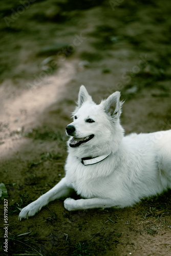  White Swiss Shepherd Dog  portrait of a white dog stock images.