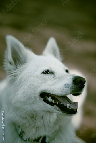 "White Swiss Shepherd Dog, portrait of a white dog stock images. © om