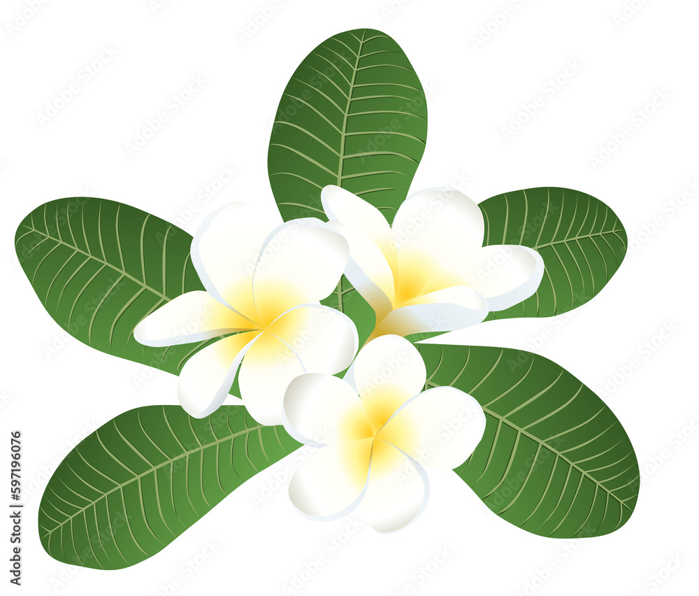 Frangipani or Plumeria flower vector for design Frangipani or Plumeria flower vector for design