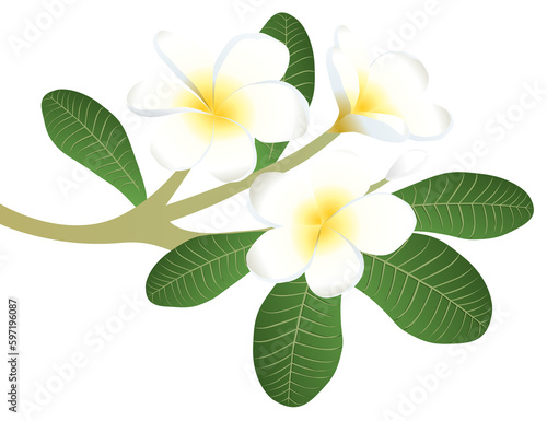 Branch of Plumeria flower bloom vector for card design © Krongkan