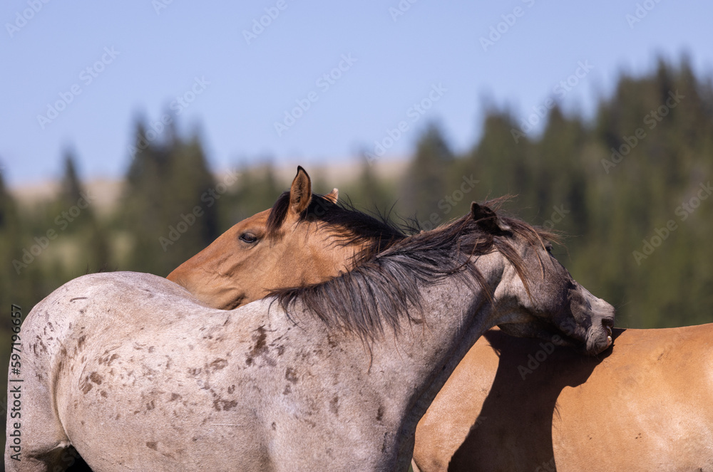 Obraz premium Wild Horses in Summer in the Pryor Mountains Montana