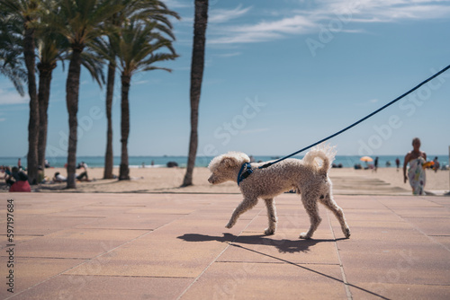 White curly haired dog on a blue leash walking on a hot walk near the beach.