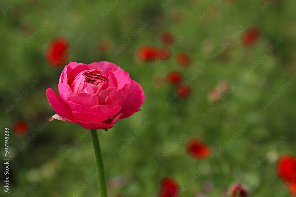 Close up shot of a beautiful blossoming pink ranunculus bud in the field. Persian buttercup flower farm at springtime blooming season. Copy space for text, colorful background. Close up shot of a beautiful blossoming pink ranunculus bud in the field. Persian buttercup flower farm at springtime blooming season. Copy space for text, colorful background.