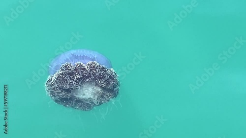 jellyfish cephea cephea at the surface of the water of the Pacific Ocean, surrounded by fish  photo