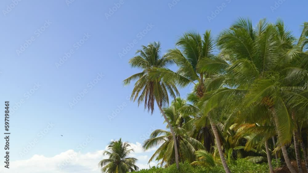 Bottom view shoot of beautiful palm trees with coconuts on the tropical island during summer vacation exotical paradise. View of palm trees against sky. Palm tree on the background of cloudy sky. Bottom view shoot of beautiful palm trees with coconuts on the tropical island during summer vacation exotical paradise. View of palm trees against sky. Palm tree on the background of cloudy sky.