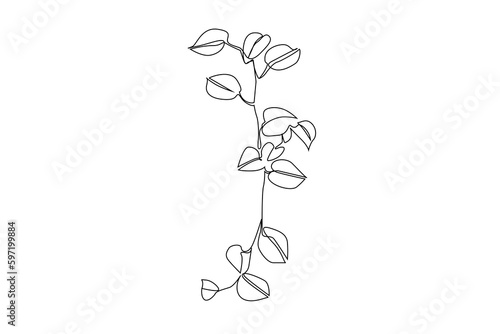 ivy plant line minimalistic concept