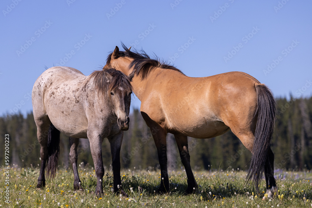Wild Horses in Summer in the Pryor Mountains Montana Wild Horses in Summer in the Pryor Mountains Montana