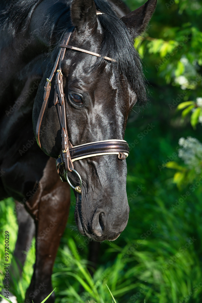 Fototapeta premium portrait of beautiful black stallion posing around spring blossom apple trees. close up
