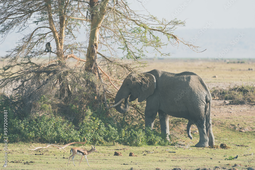 Fototapeta premium Elephant eats from an acacia thorn tree in Amboseli National Park Kenya Africa