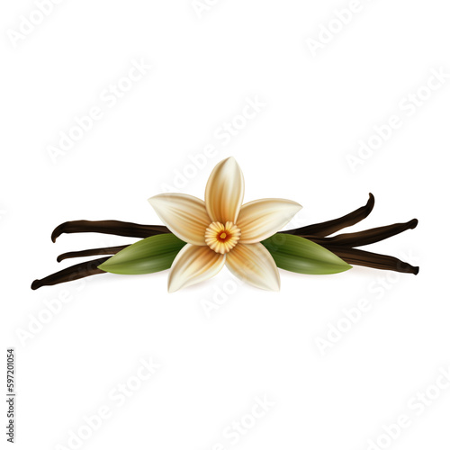 Vector 3d Realistic Sweet Scented Fresh Vanilla Flower with Dried Seed Pods and Leaves Set Closeup Isolated on White Background. Distinctive Flavoring, Culinary Concept. Front View
