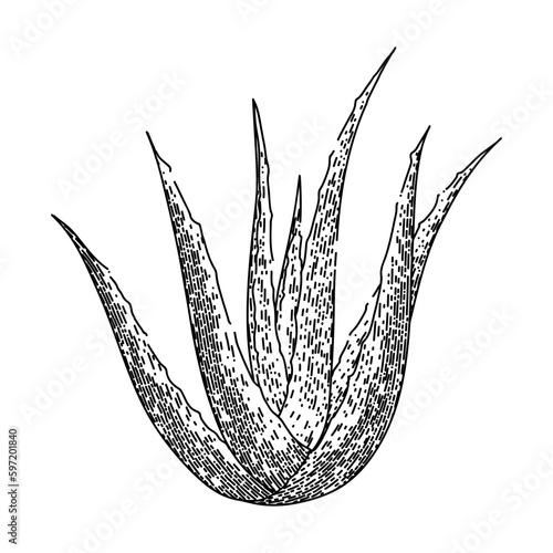 aloe vera plant sketch hand drawn vector