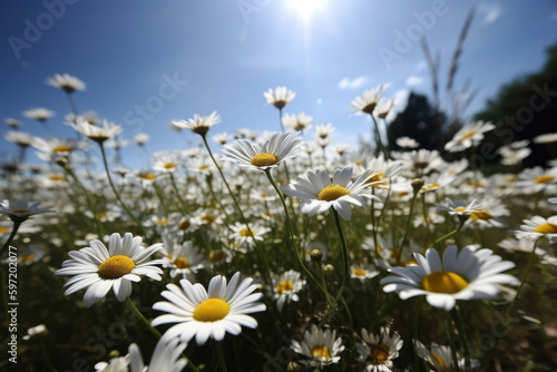 Field with chamomile flowers. Ai