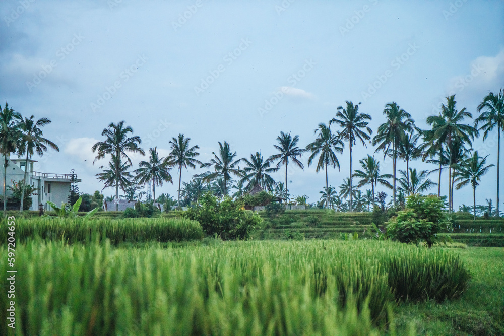 Obraz premium arrozales