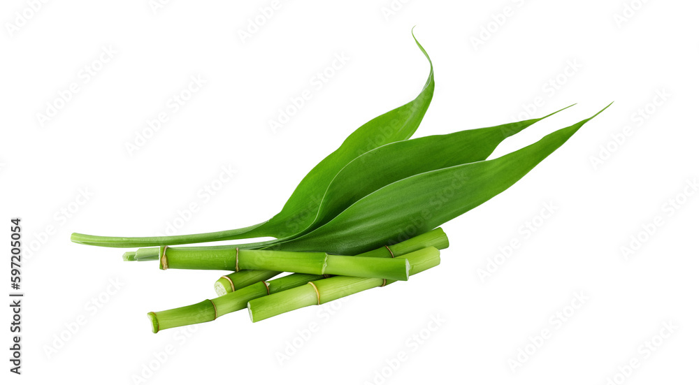 Bamboo branches with leaf isolated on transparent background. Green bamboo shoots for design. - obrazy, fototapety, plakaty 