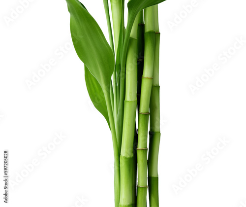 Branches of bamboo isolated on transparent background. Bamboo shoots with bamboo leaves for design. photo