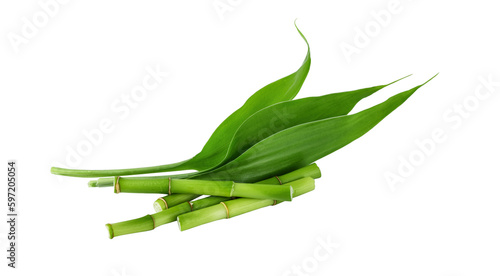 Bamboo branches with leaf isolated on transparent background. Green bamboo shoots for design.