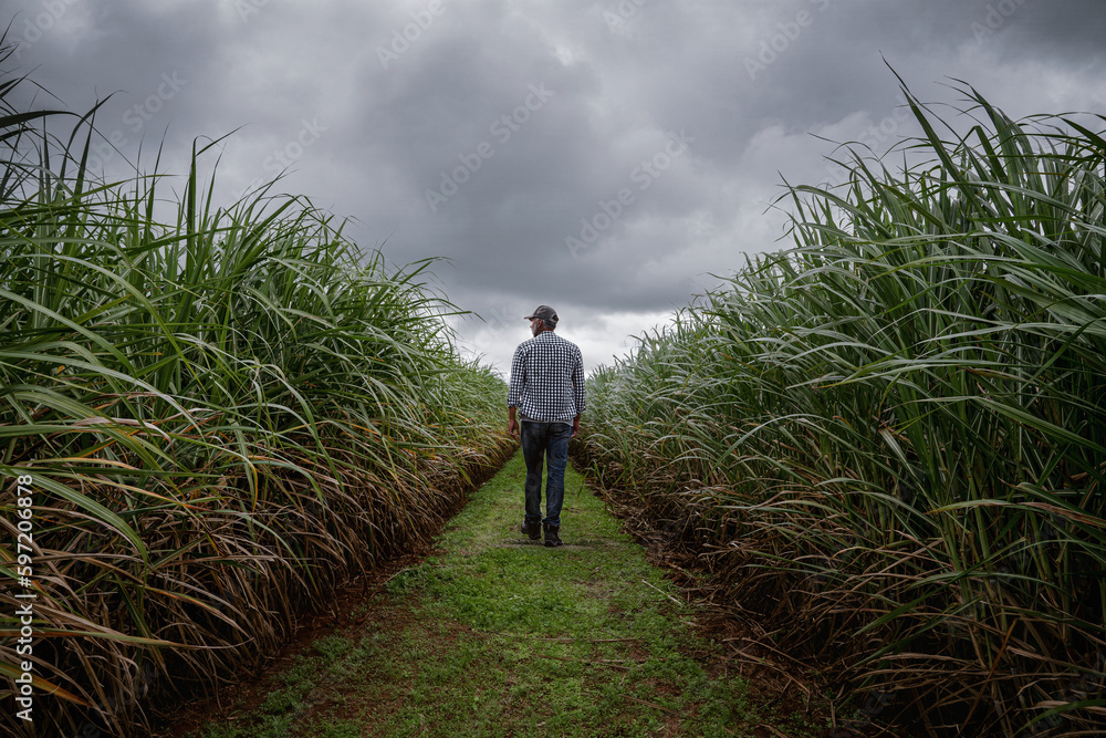 Rear view of a farmer checking the quality of his plants at the sugar cane plantation Rear view of a farmer checking the quality of his plants at the sugar cane plantation